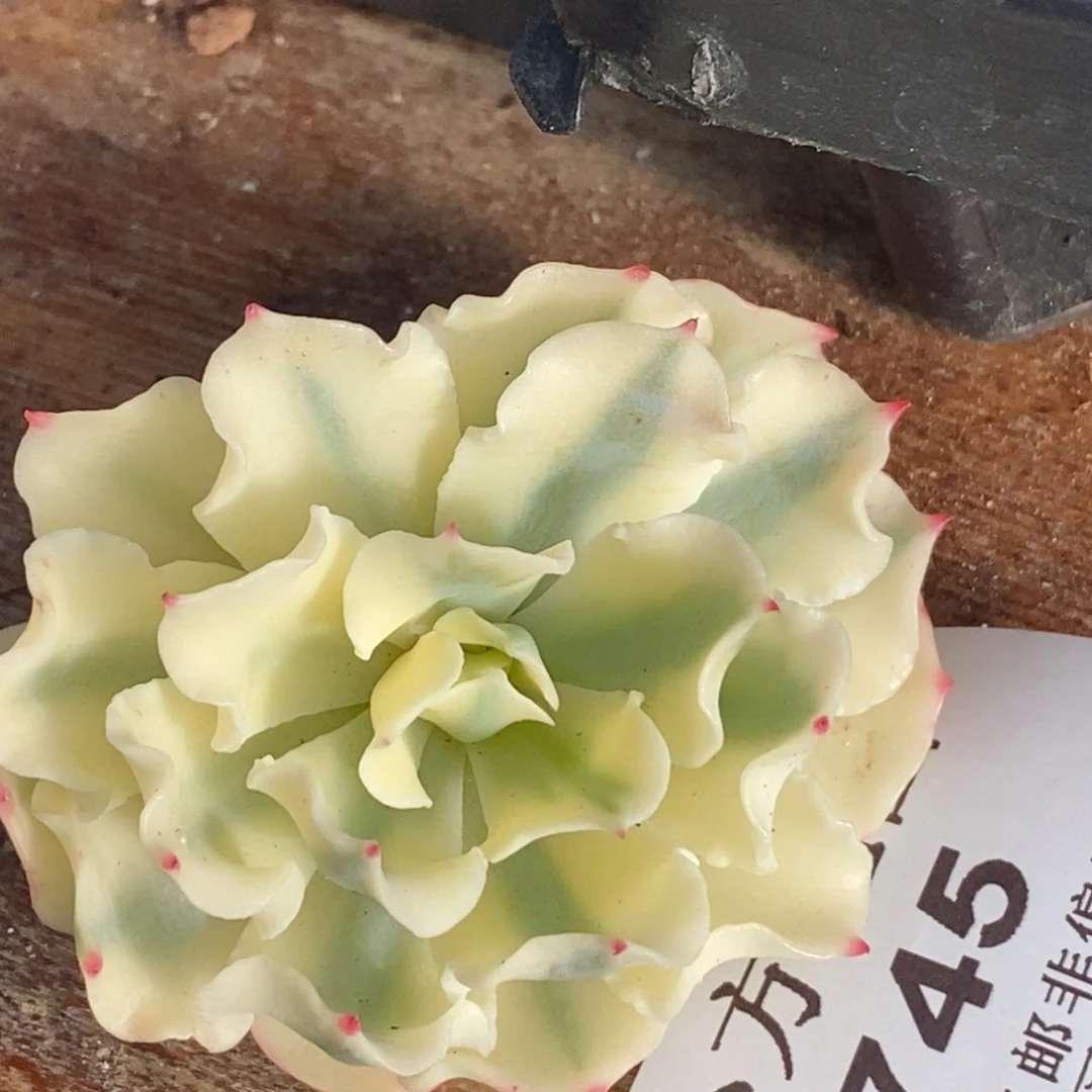 745海啸锦大单头头盖