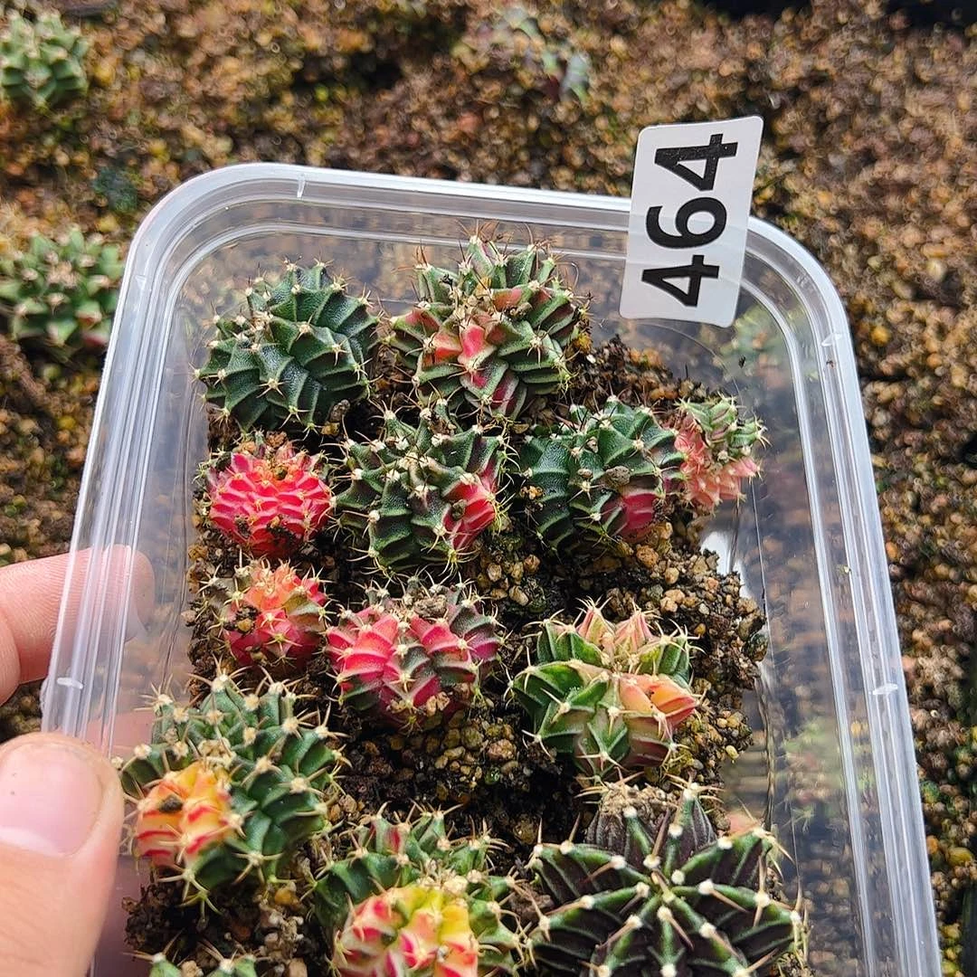 吉***8当前无花栽培后可以开花464