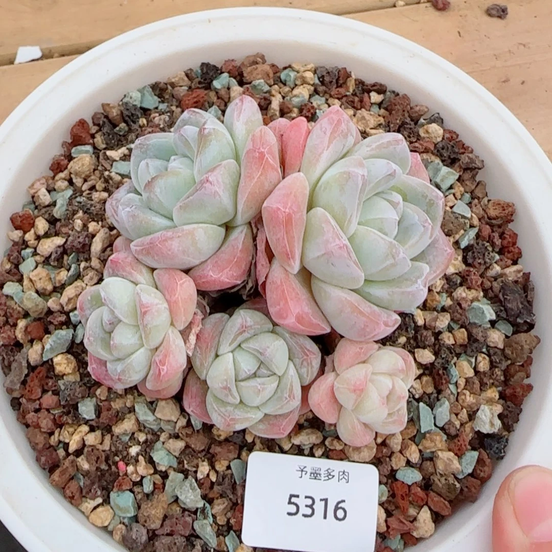 冰玉无砍，5316多肉植物