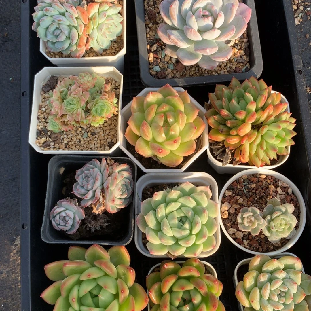 1022-69 套餐一组