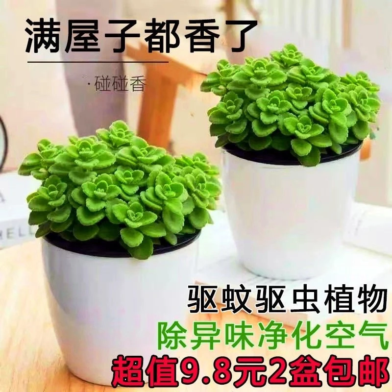 碰碰香绿植花卉植物一抹香可食用吉祥盆栽好养易活净化空气除异味