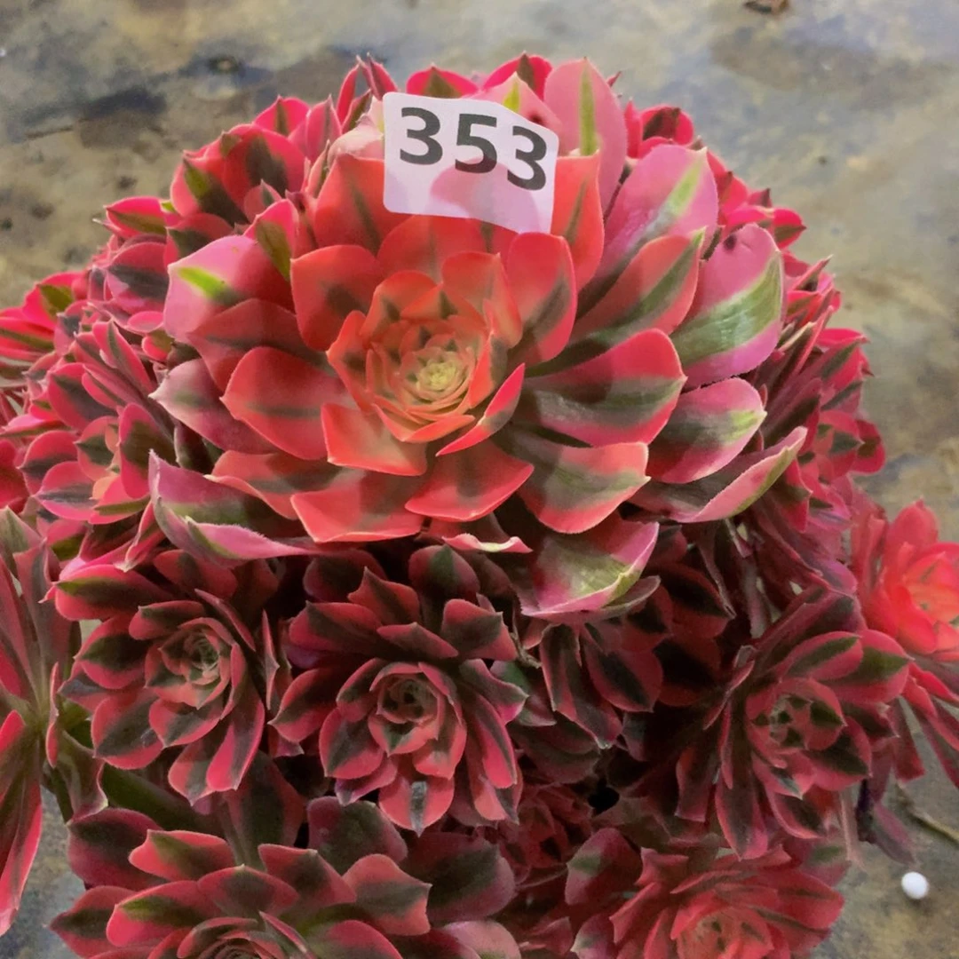 【闪购商品】353粉女巫