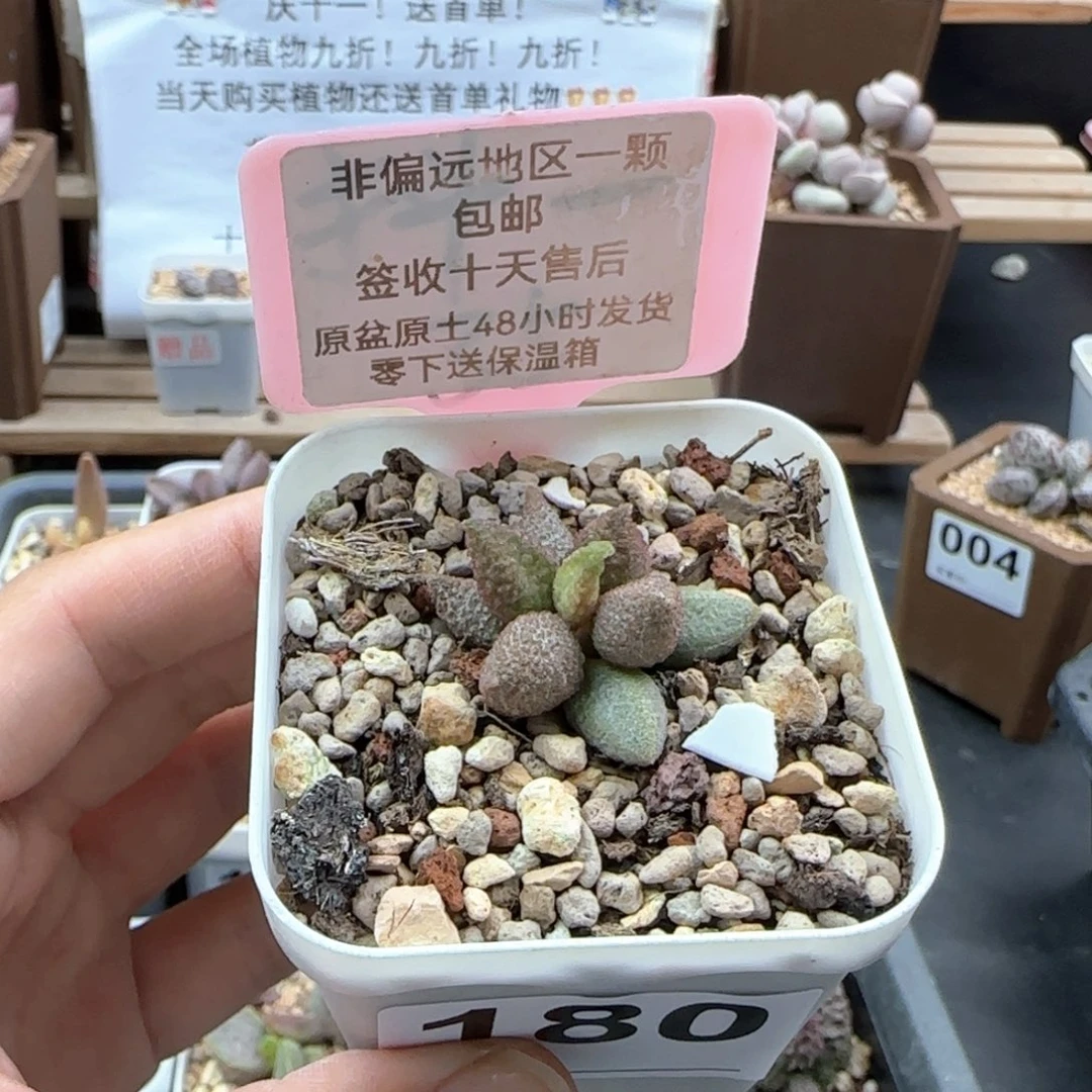 180银河多肉植物
