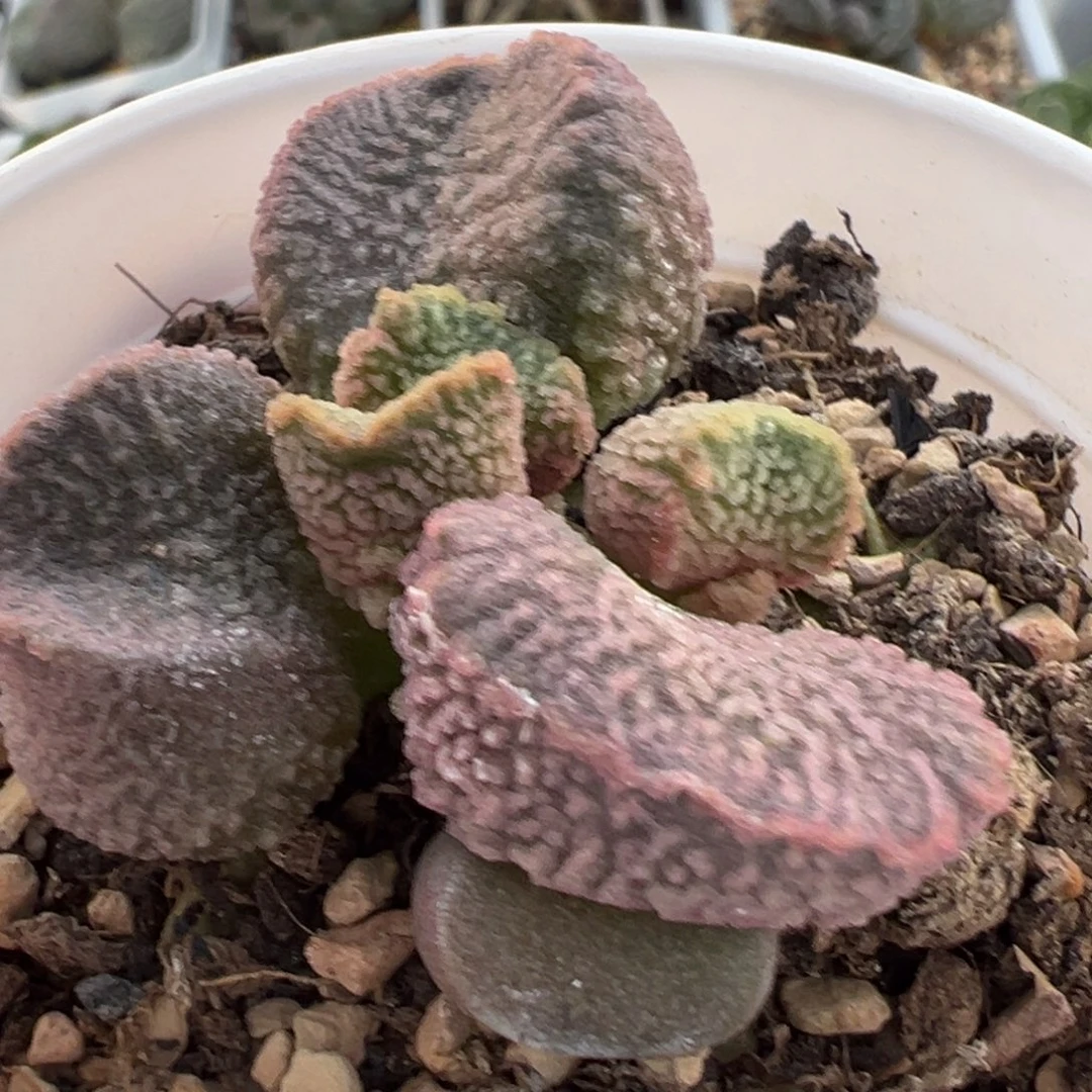 实生新品多肉植物水泡