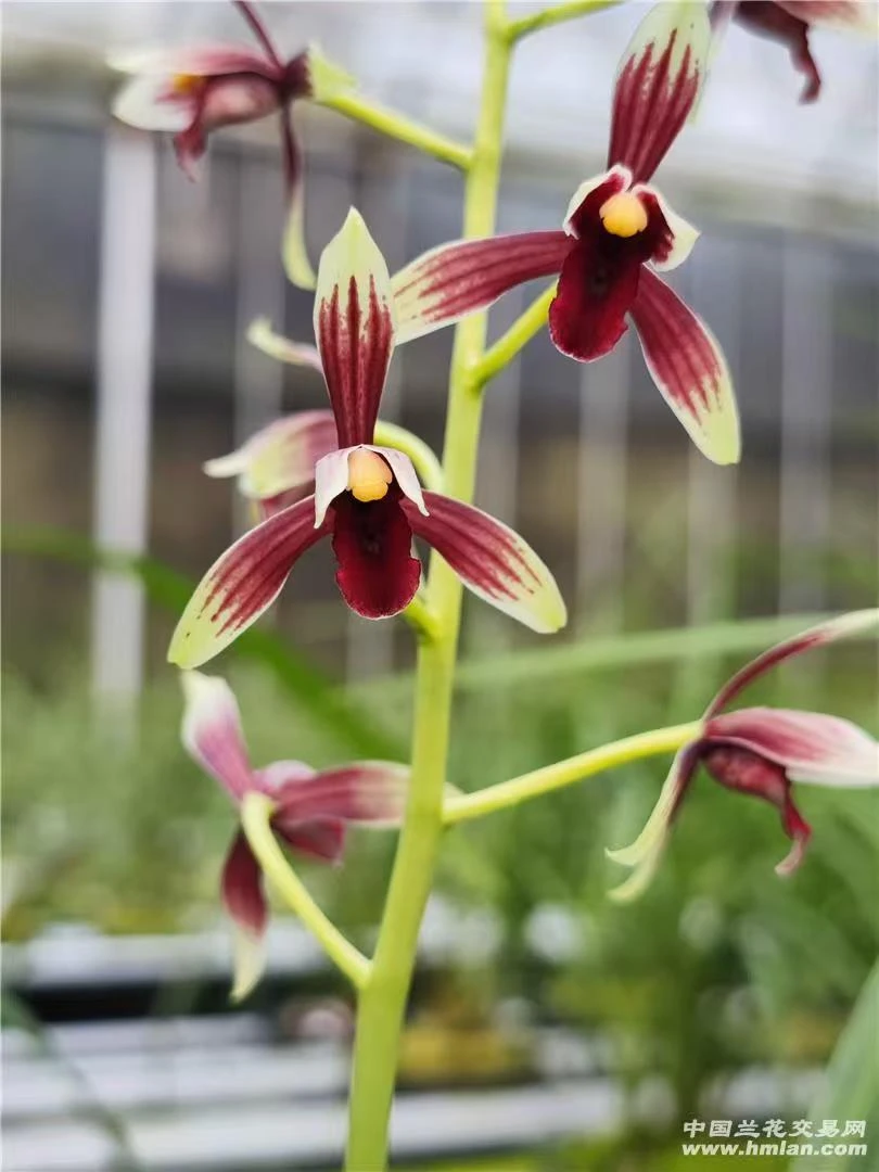 【紫冠红素出艺】秋榜名品 老种2苗 带开花浓香，好养意活 对版