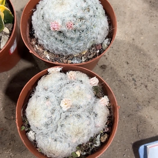 梅*酒实生白星2颗56567777