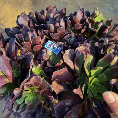 瓯紫变异丛林多肉43多肉