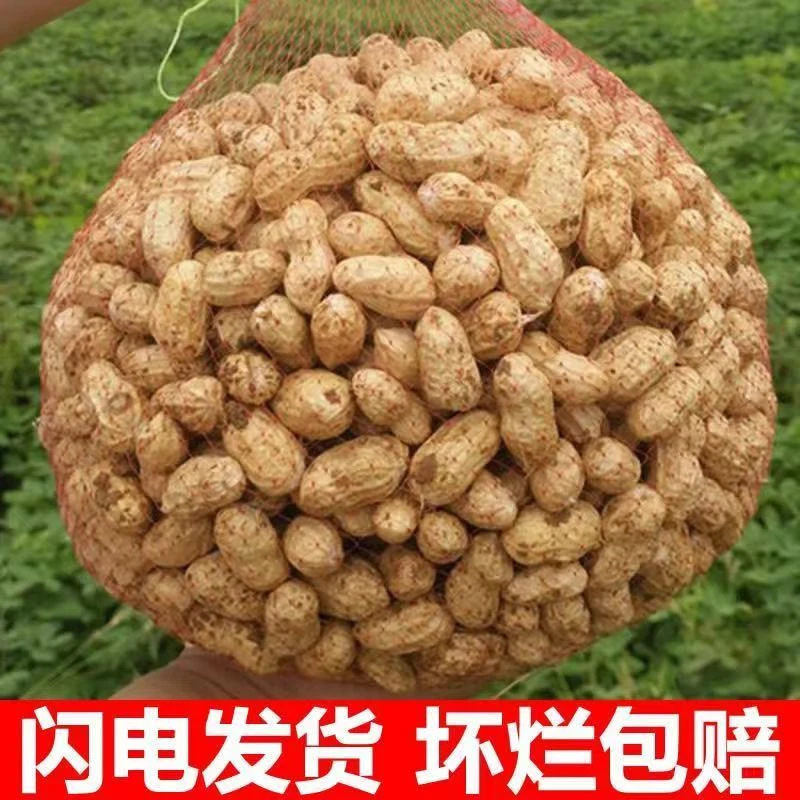 农家种植带壳湿花生3斤5斤现挖现发新鲜粉白皮花生可水煮生吃熬粥