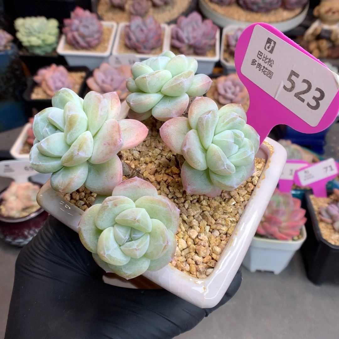 523 特价翡翠透心冰玉