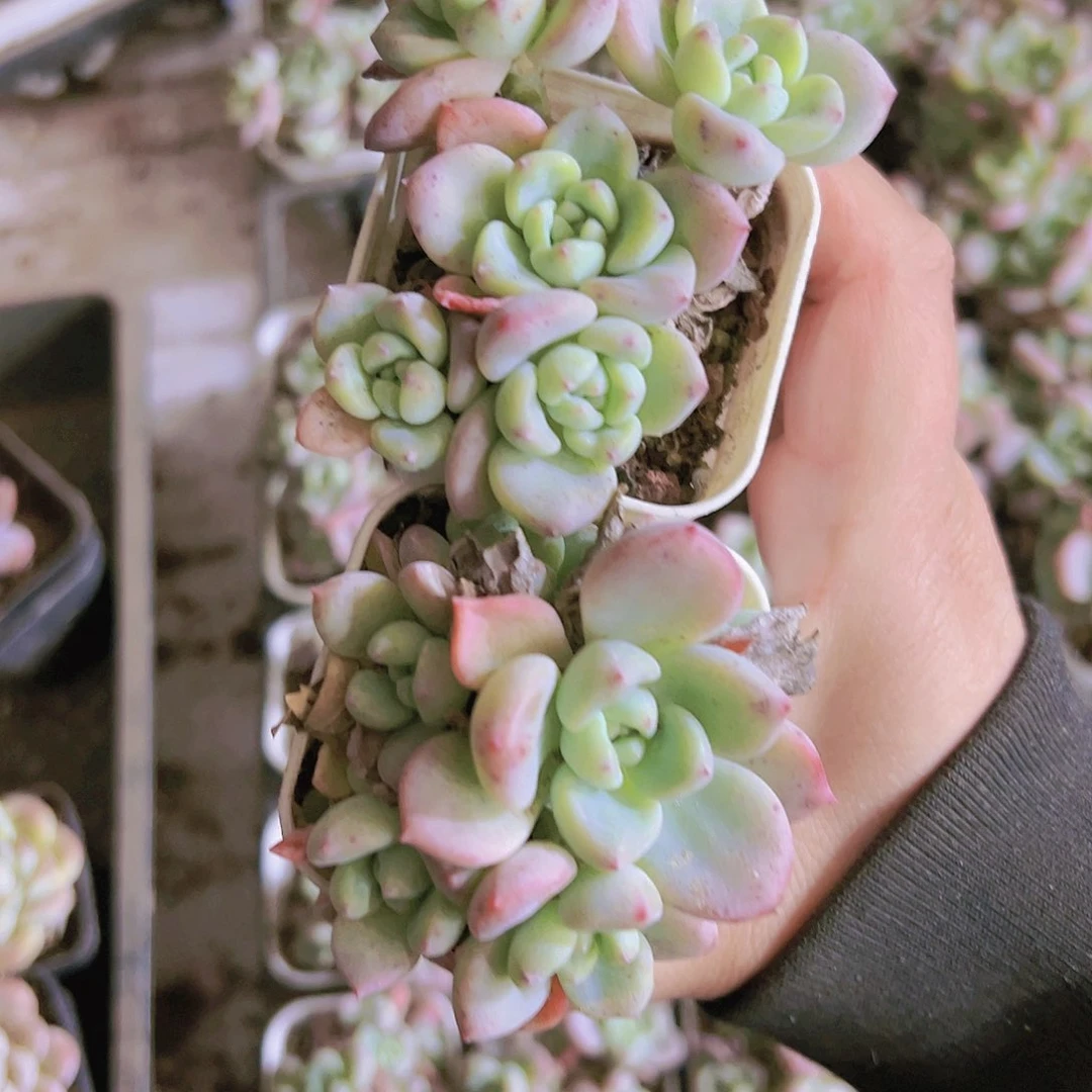 香香肉群生2盆19包邮