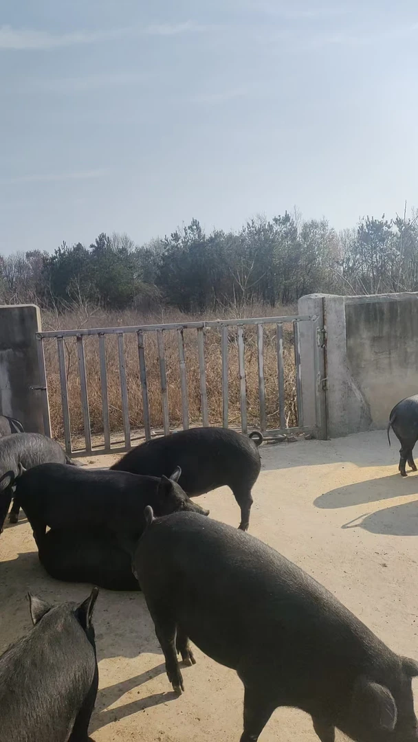 唐槐生态黑猪排骨