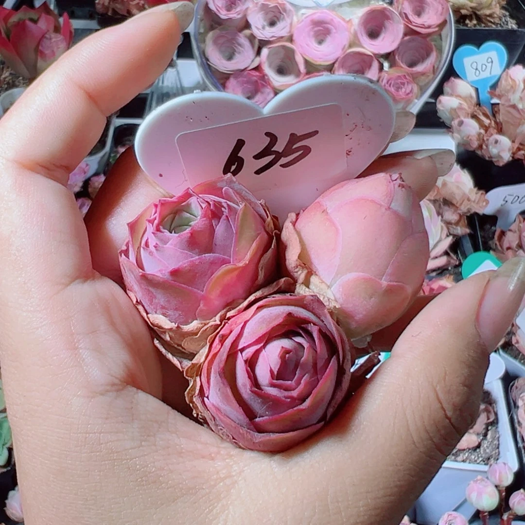 w*635烟花两颗➕粉帕。