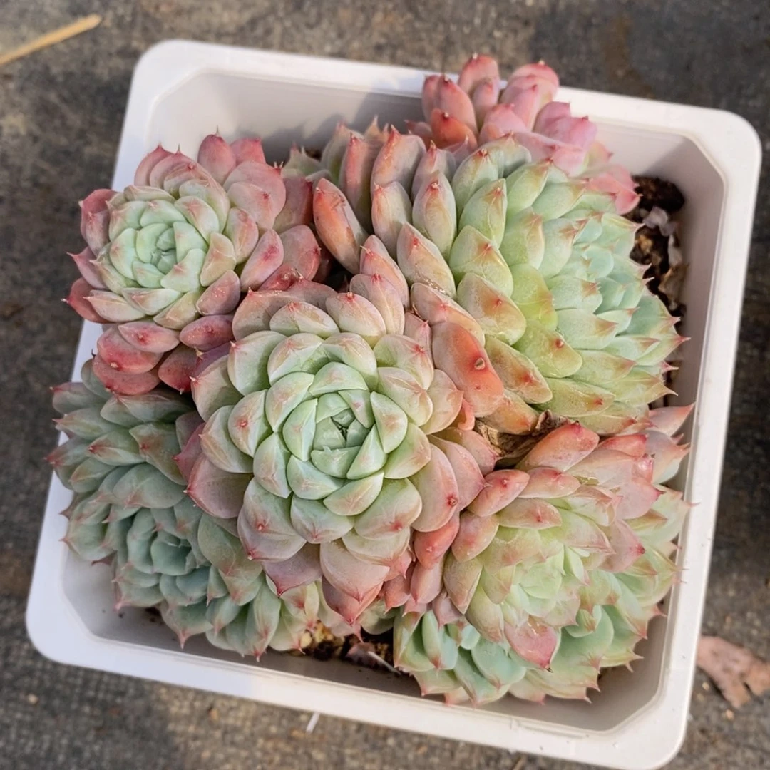 一物一拍精品多肉满38包邮_50