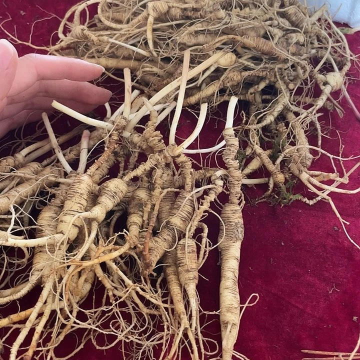 中国大陆长白山棒槌福利了