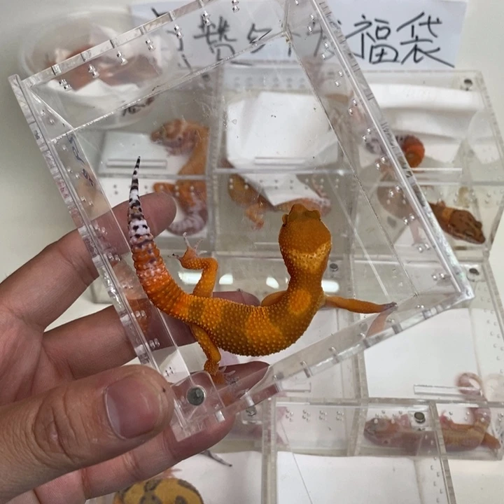 豹纹守宫蜜桔妹妹