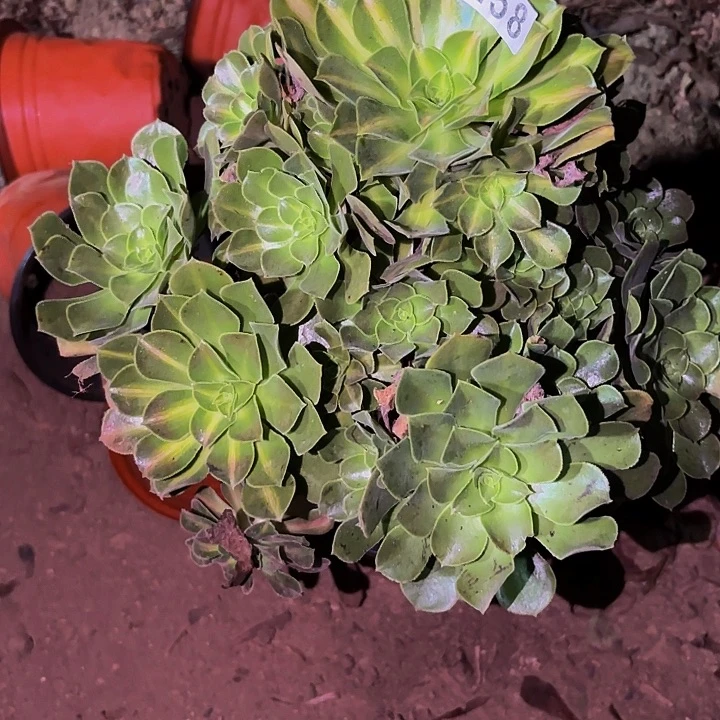 258妖月多肉植物不售后中班