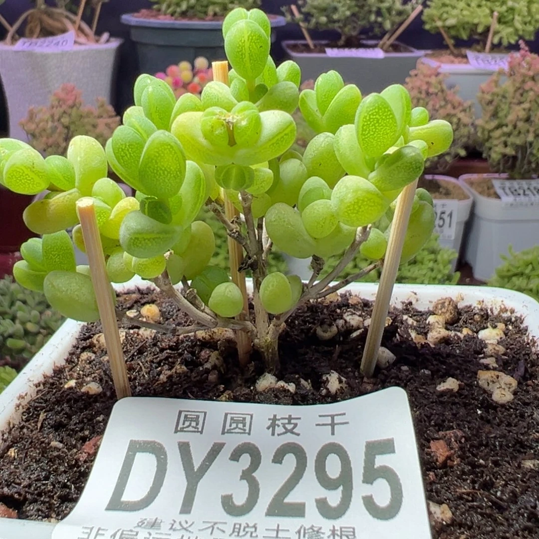 3295元宝一物一拍