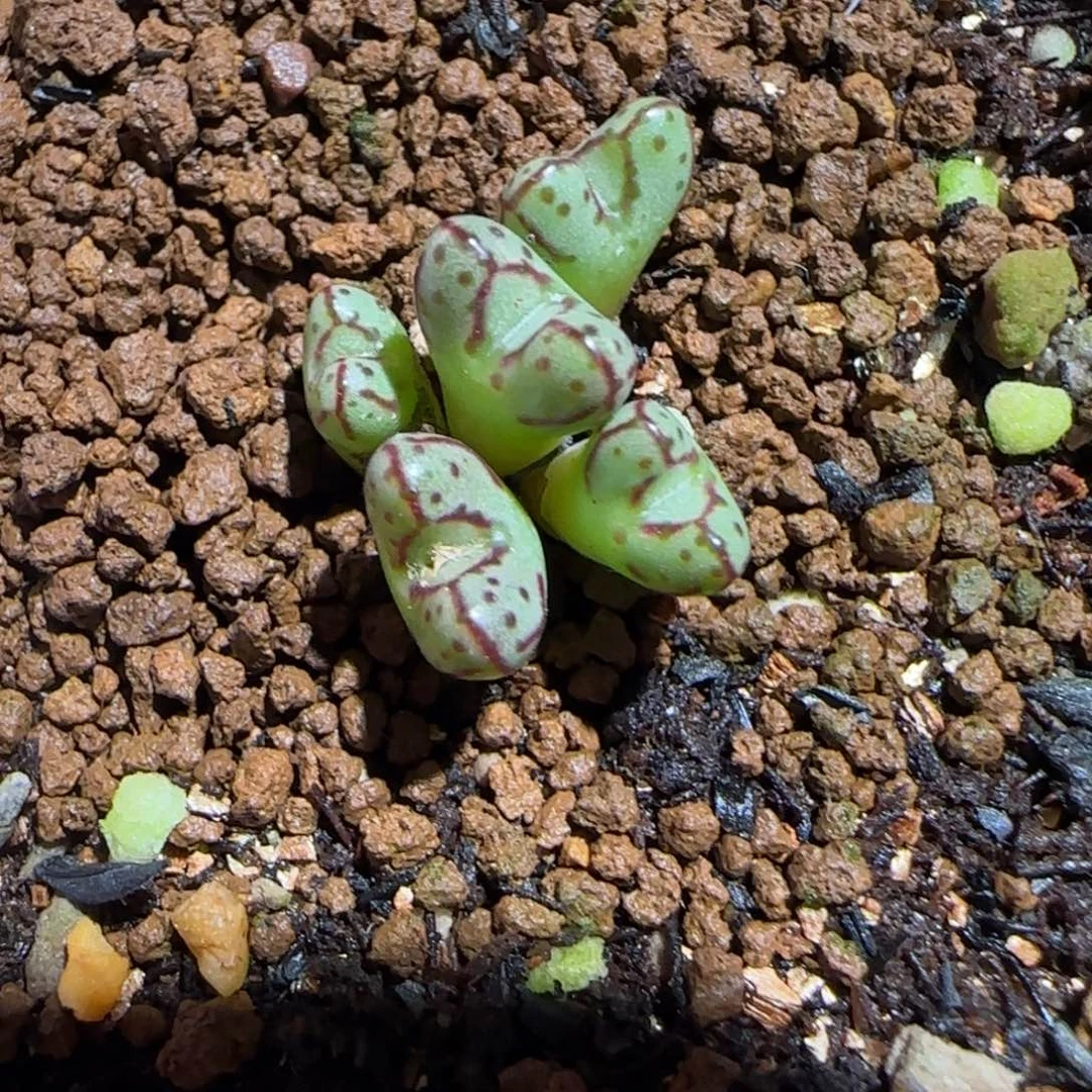 肉锥多肉植物组合-海伦利亚1324