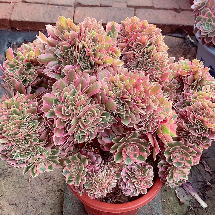 捧花缀，多肉植物