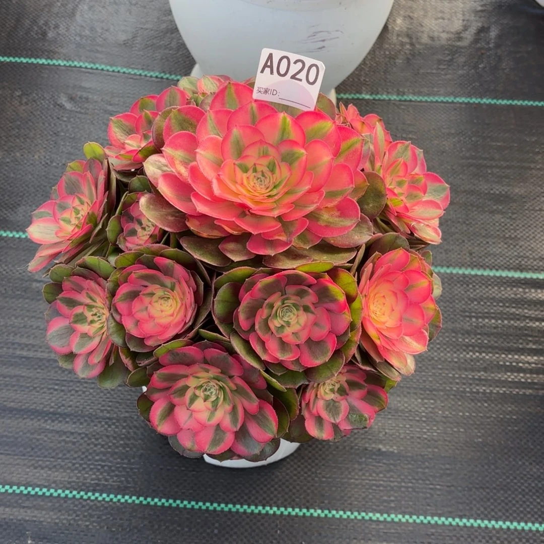 无花朵020 1234567 荔枝