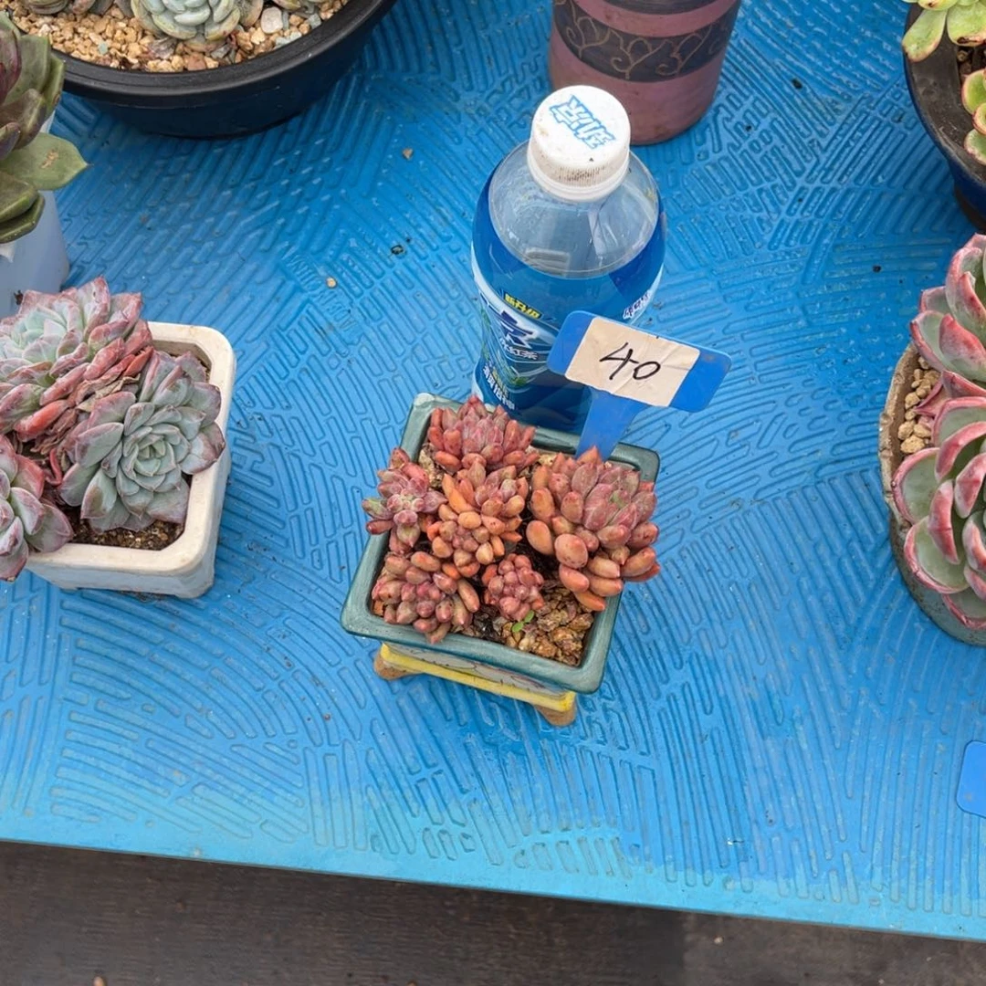 哈*0040虞美人多肉植物