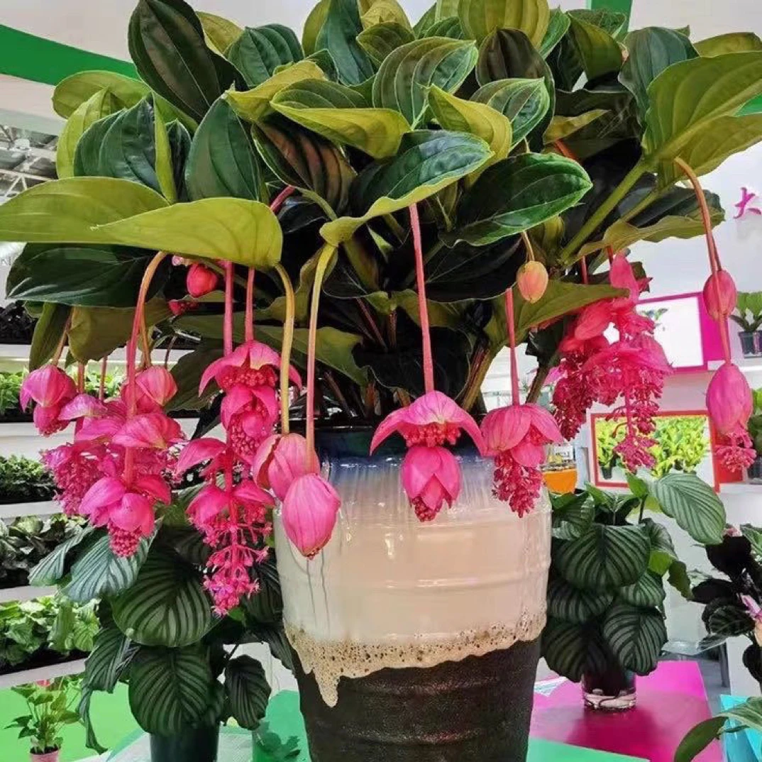 宝莲灯盆栽带花苞多年生室内高端花卉四季开花