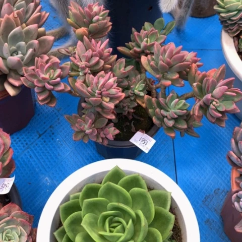 窝*乖1561紫心多肉