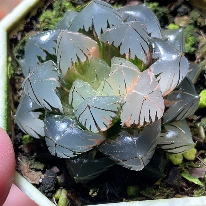 695水晶玉露锦特选福利