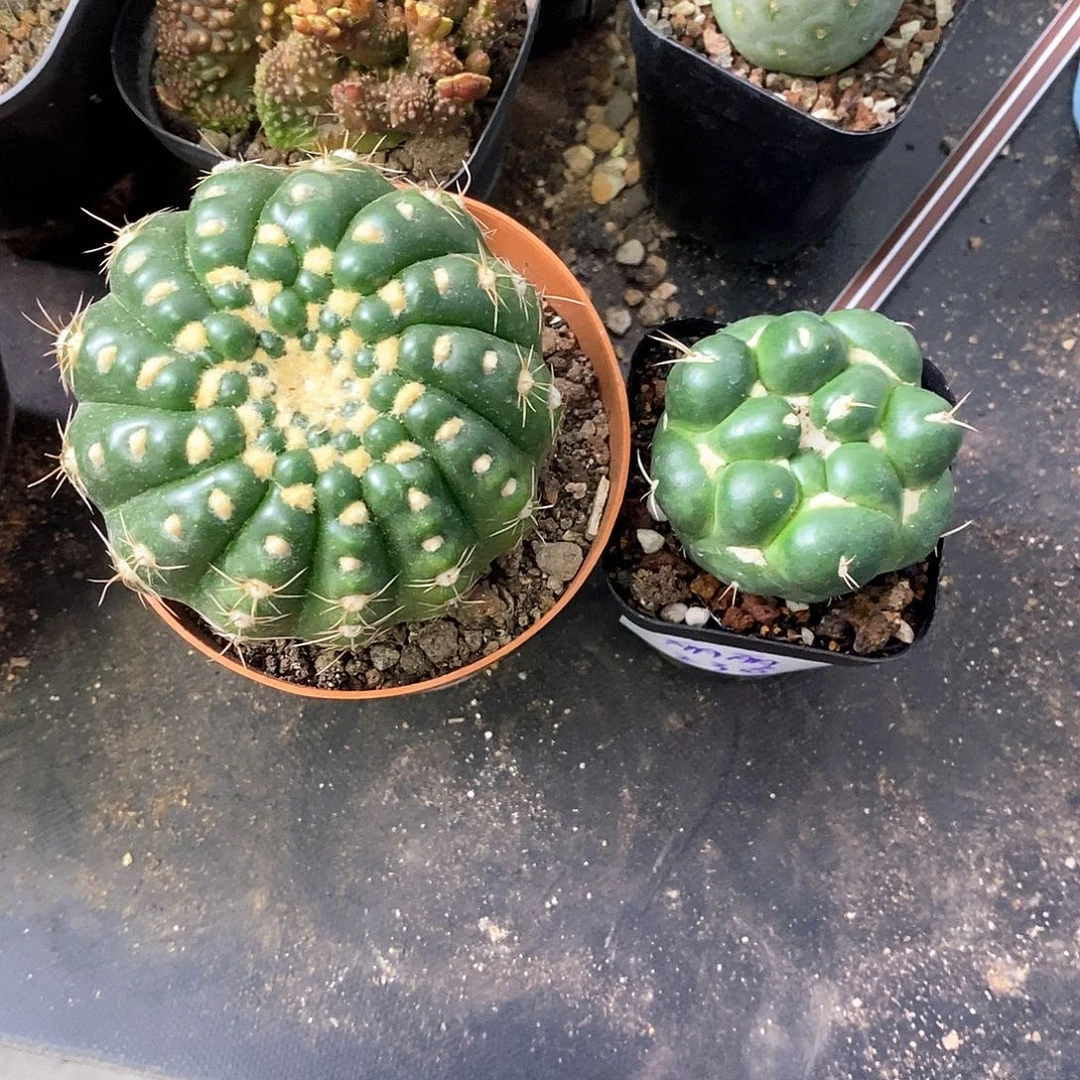 爱***丽一物一拍二棵仙人球