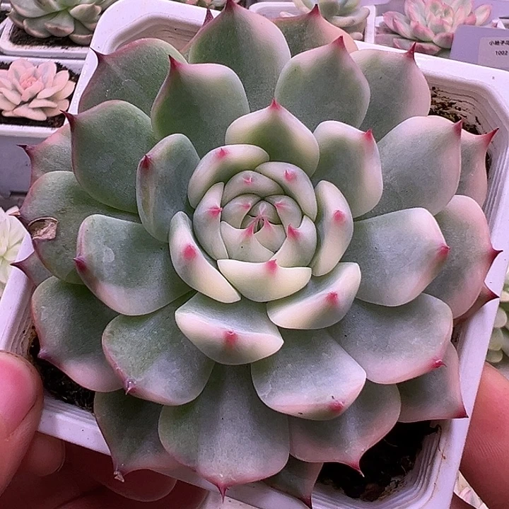 白白吉娃娃锦多肉植物