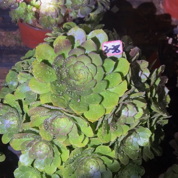 万圣节多肉植物3-38