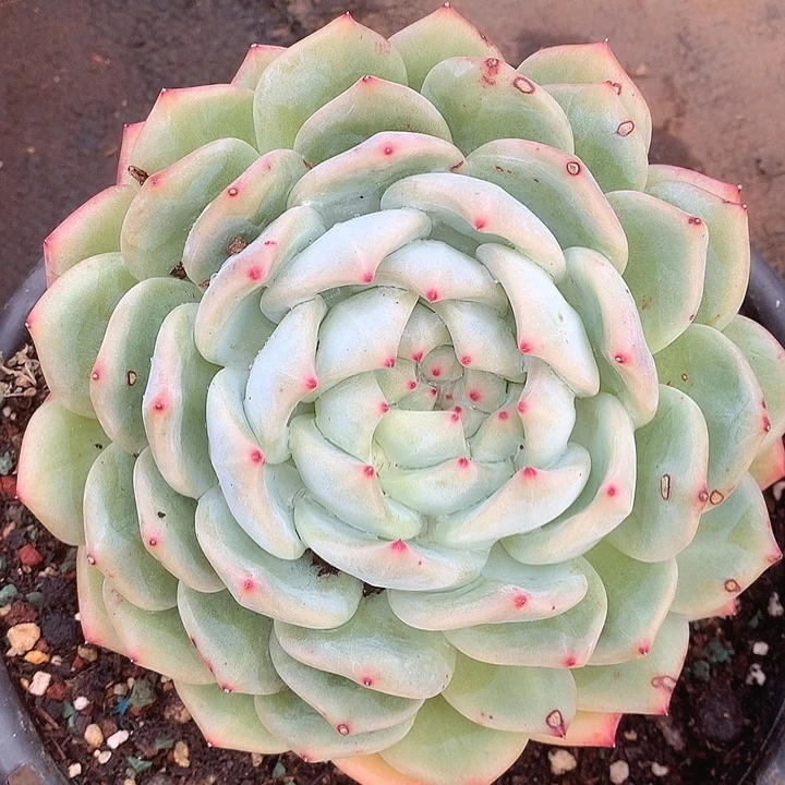 273杂交一物一拍多肉