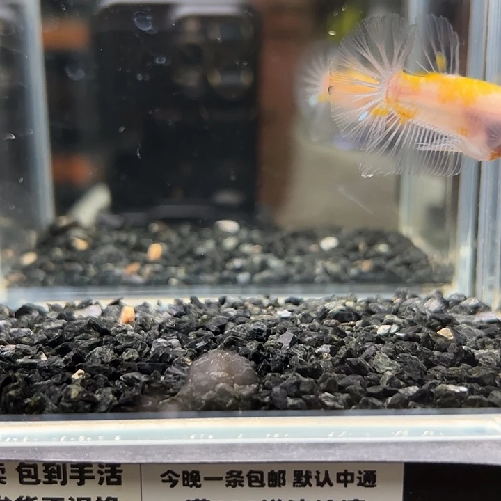 斗鱼竞拍跑单拉黑15日97