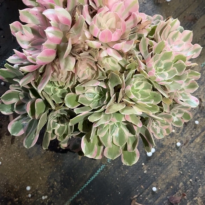 向***放多肉植物寄养发货锦……