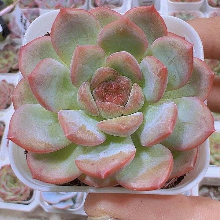 琴心19包邮多肉植物