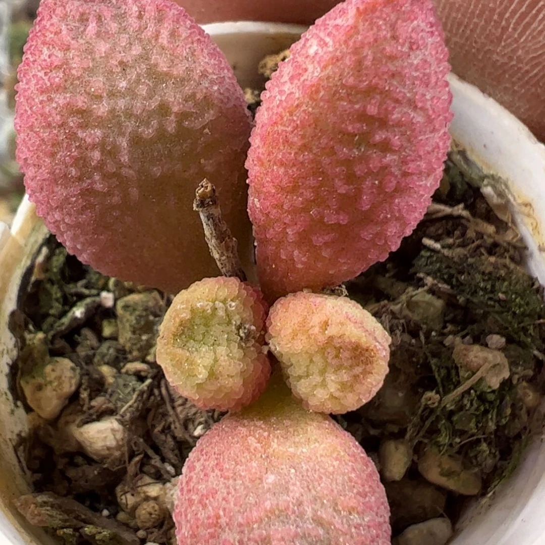 138号红色款多肉植物