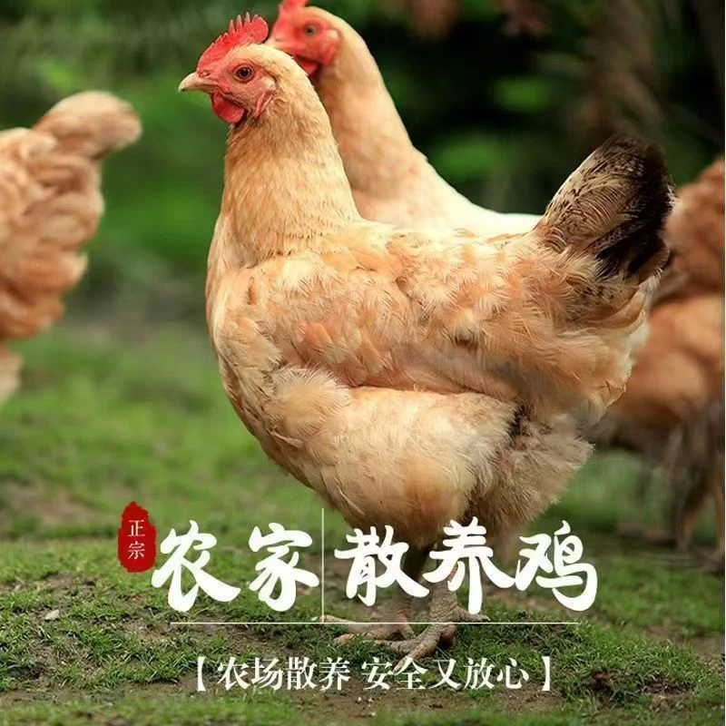 【龙姐专属】散养2年黑脚黄油老母鸡现宰现杀纯粮喂养顺丰冷链商品图