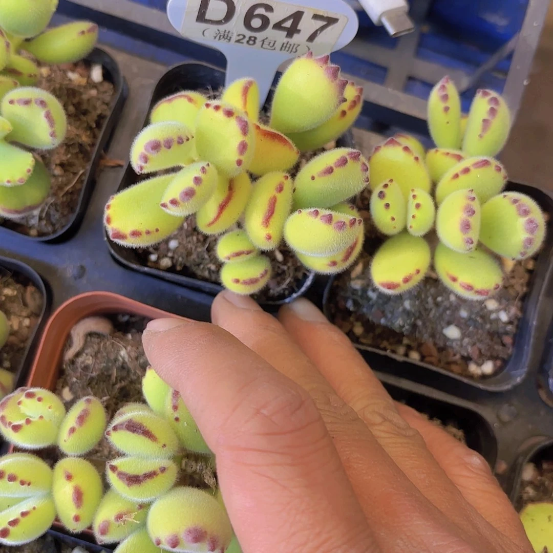 D647熊童子一物一拍