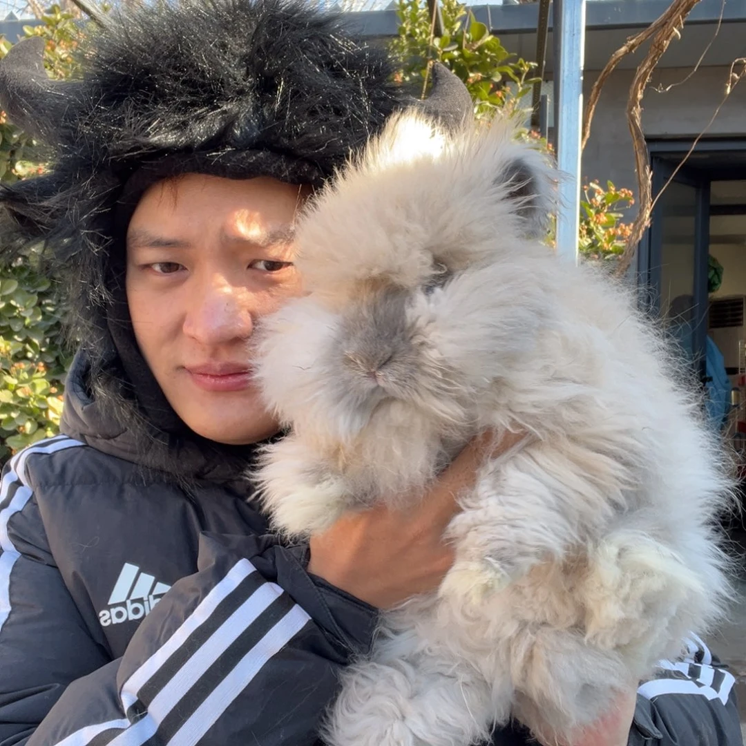 双血统英系安哥拉兔