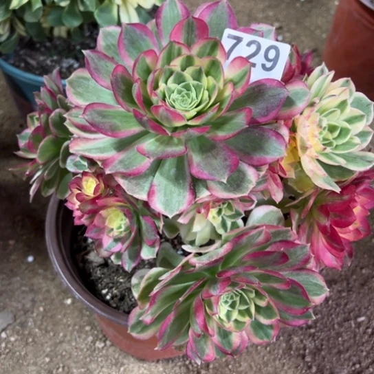 729玉资多肉植物花花