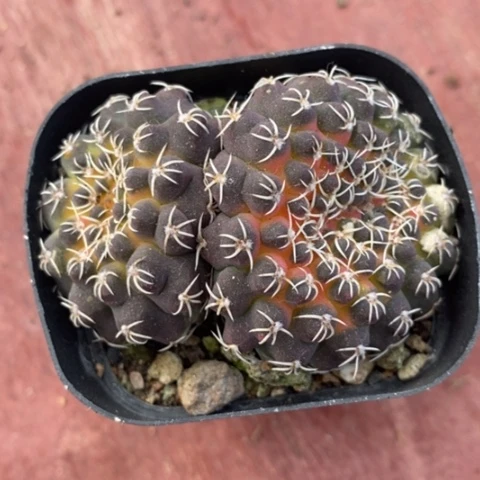 双头瑞昌玉5仙人球