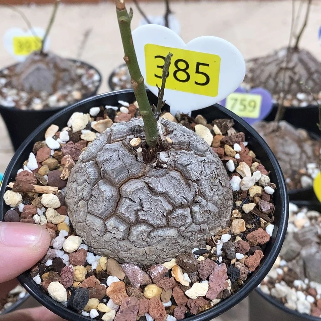 南非龟甲龙龟甲龙