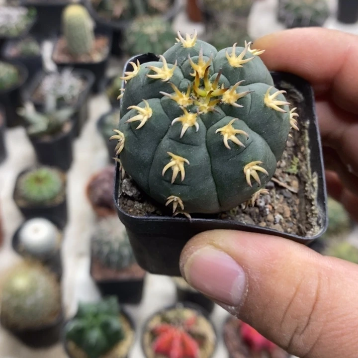 实生猫爪特价福利