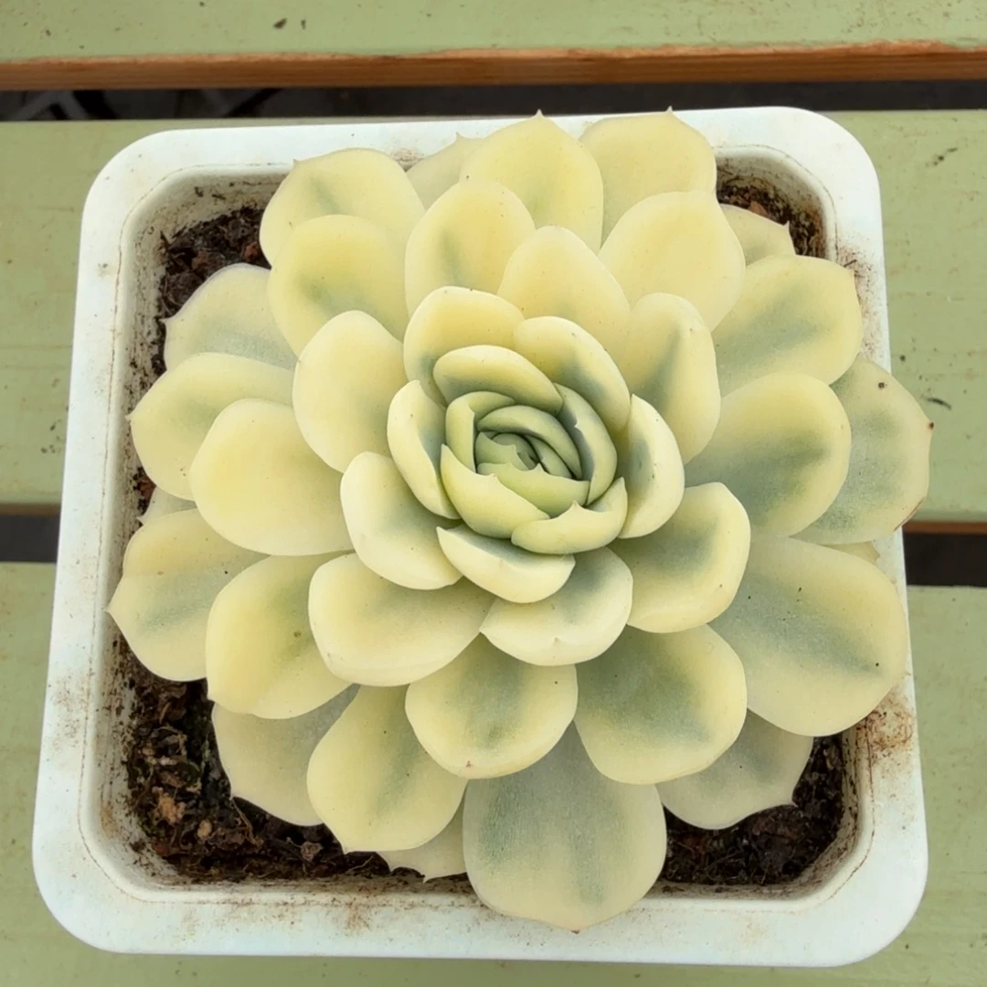 贝瑞锦锦上园艺一物一拍