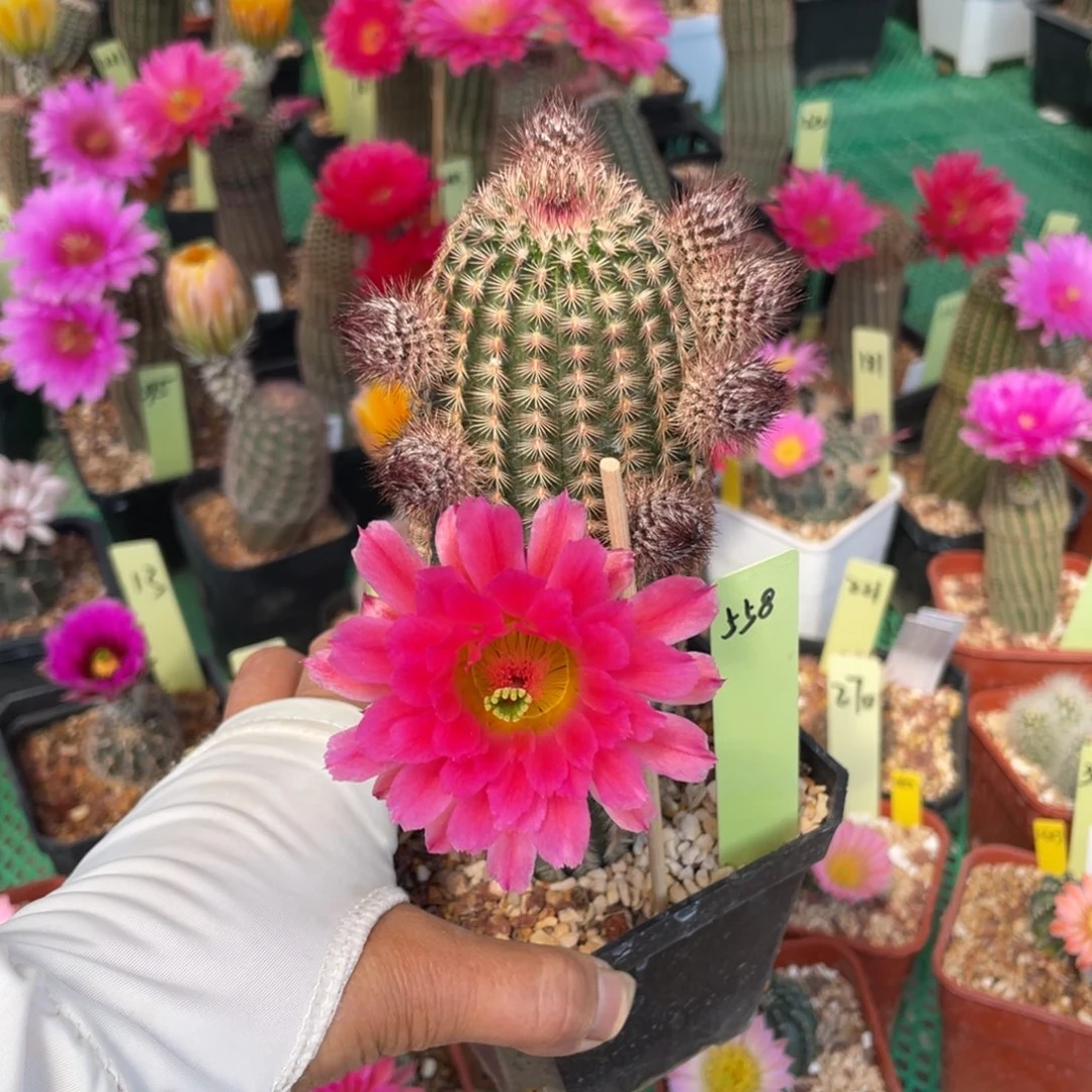 鹿角柱实生仙人球红太阳杂