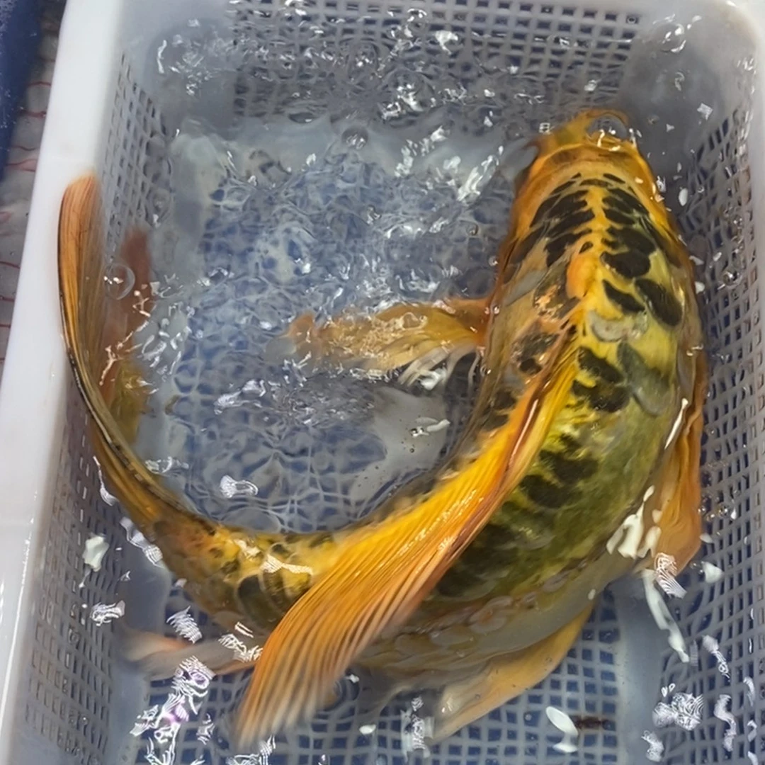 锦鲤冷水金龙包邮