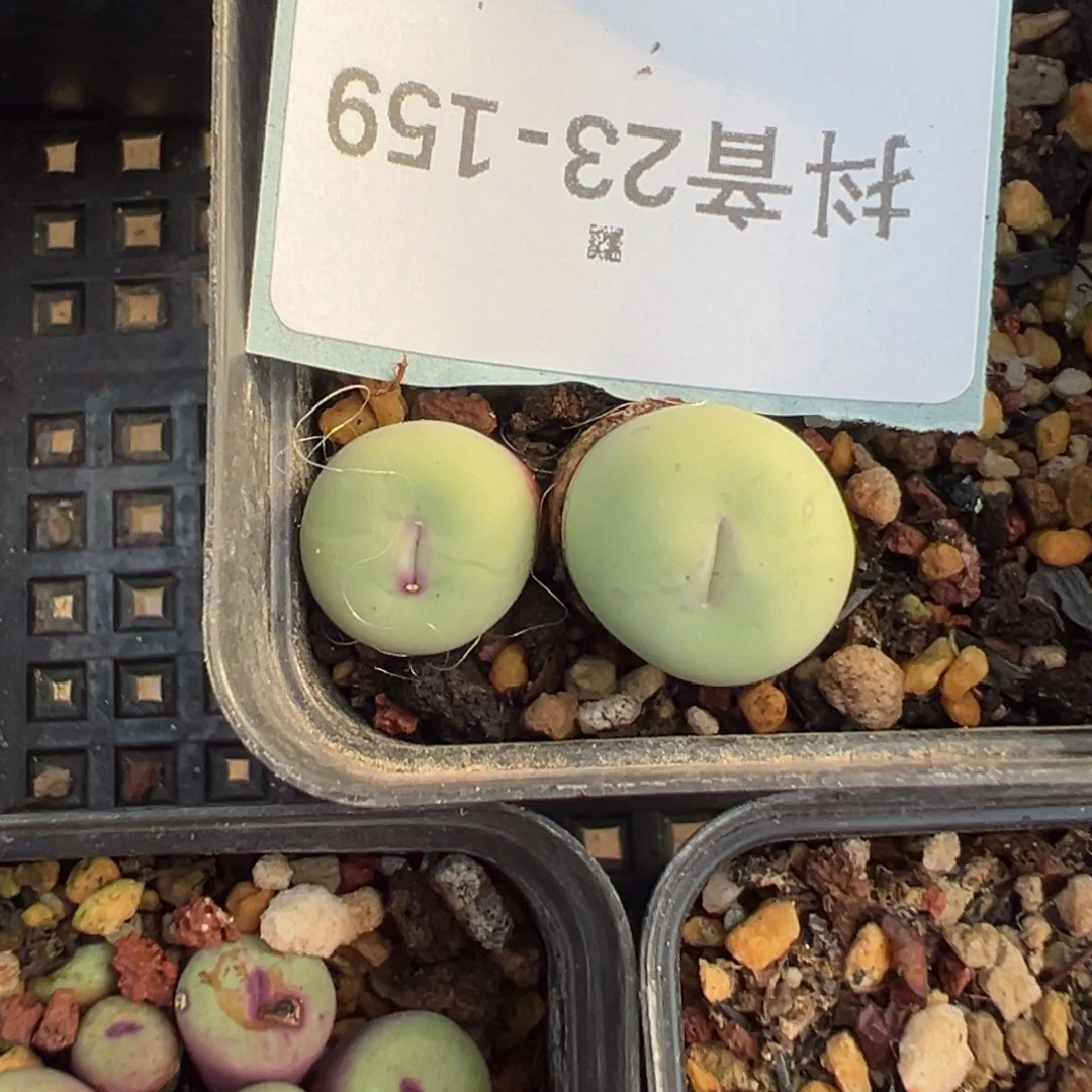 23-159肉锥多肉植物
