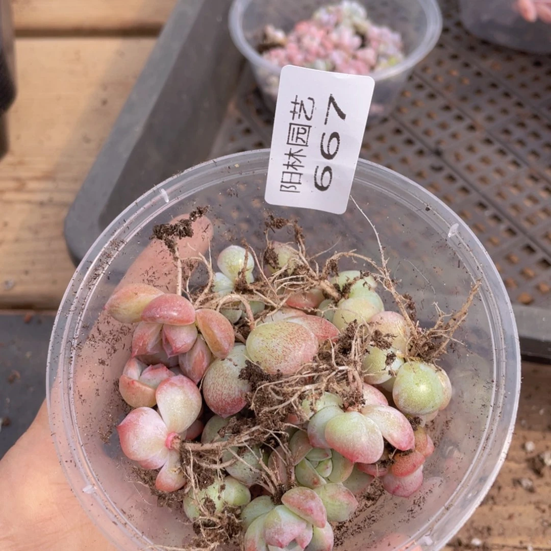 多肉植物多肉植物667