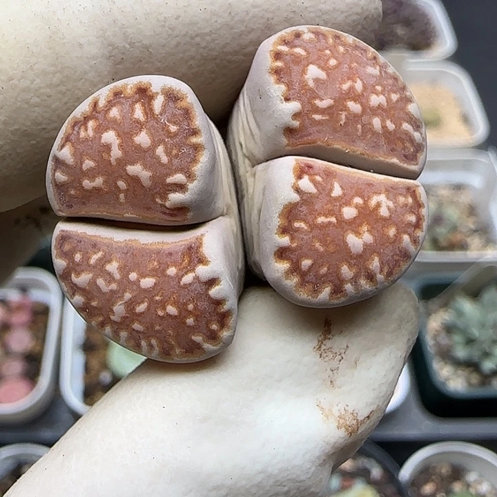 905豹纹饼干福利福利