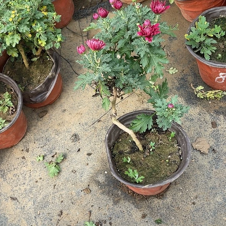 二***）无花朵25菊花菊花